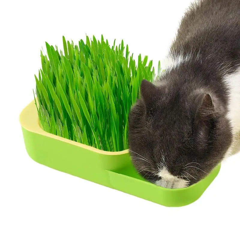 2 In 1 Cat Grass Cultivation Container With Cat Food Cup